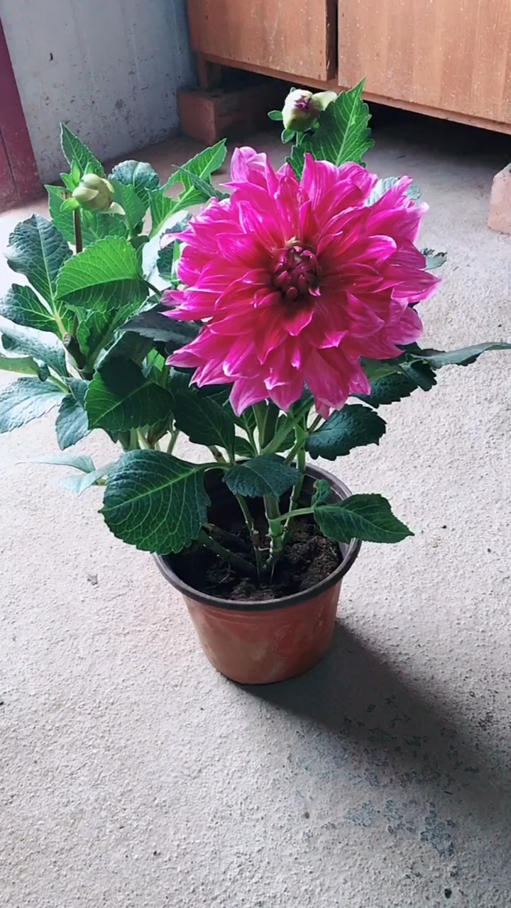 家里有阳台的,别忘了养一盆小丽花