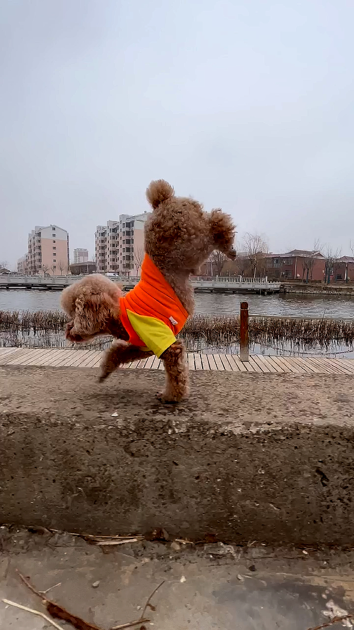 春日小视频有奖征集活动#狗狗独木桥演绎高难度步伐