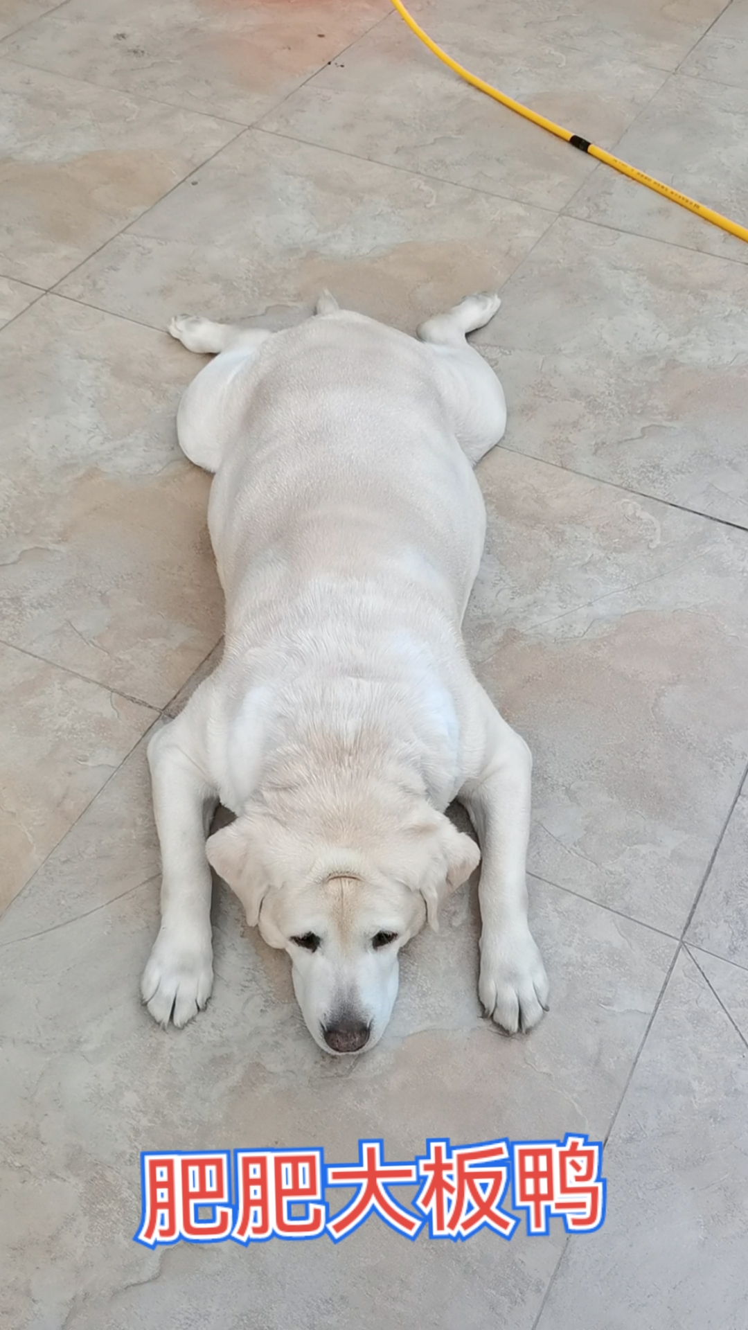 标准板鸭趴解暑必备姿势