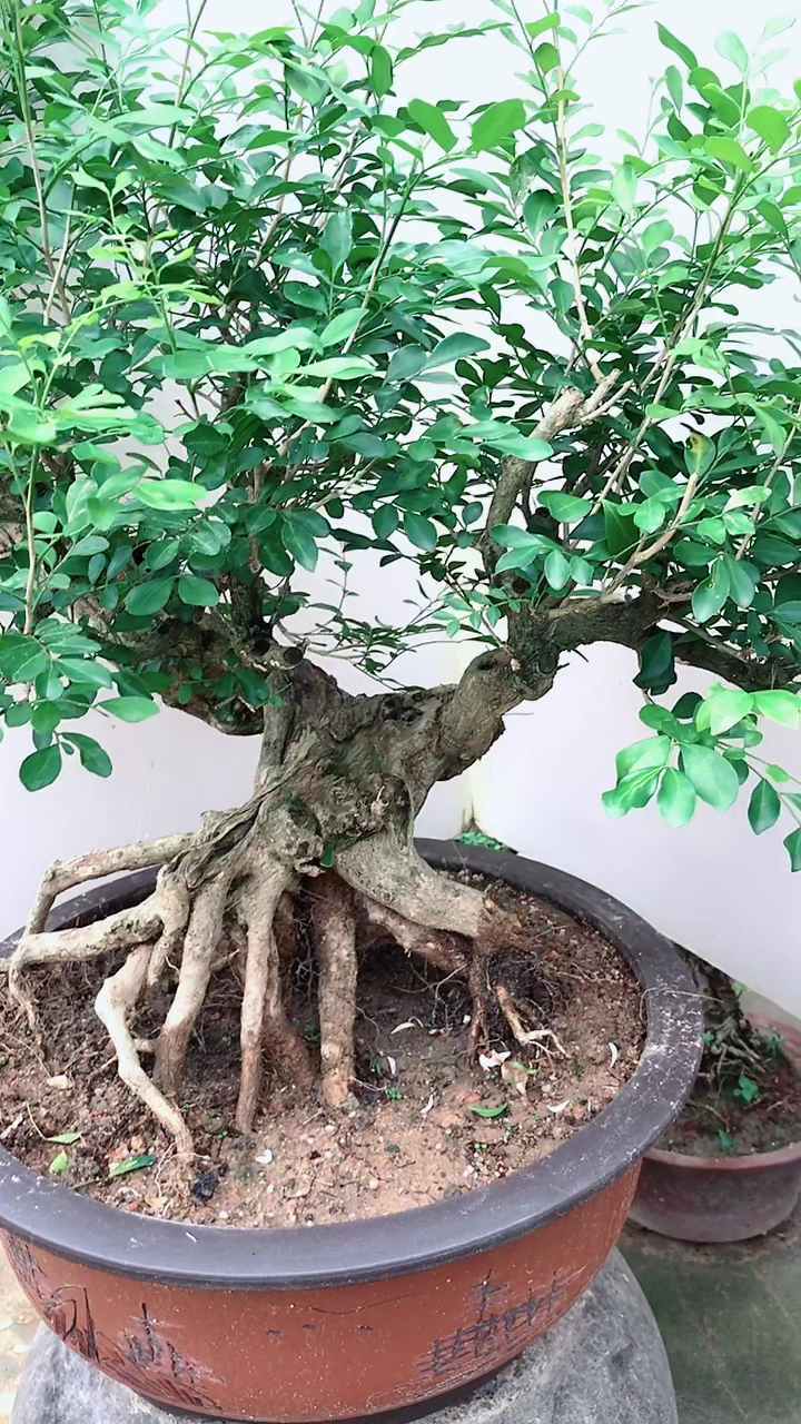 提根九里香盆景