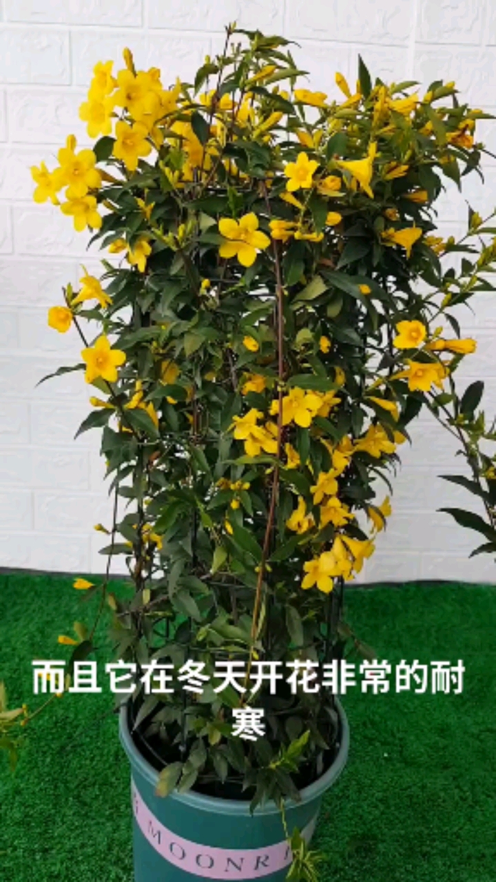 法国香水藤:喜欢的花友,双击加关注