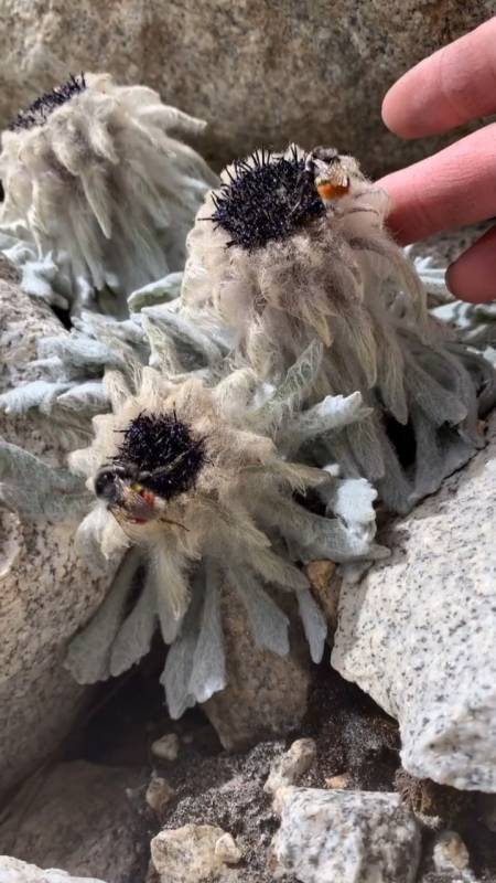 大自然美景#雪莲花的一种水母雪兔子.