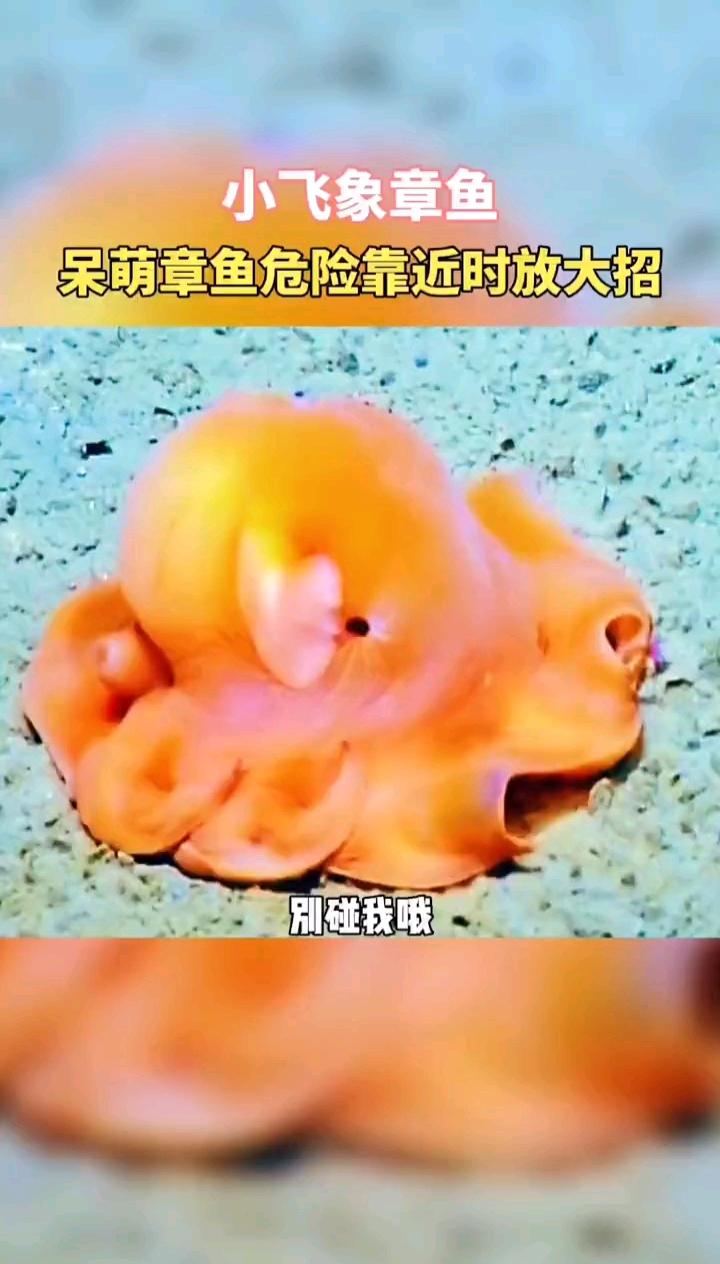 动物世界#小飞象章鱼好可爱的样子