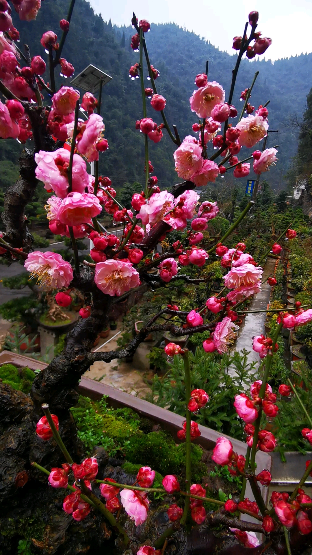 桃红台阁梅花开花图图片