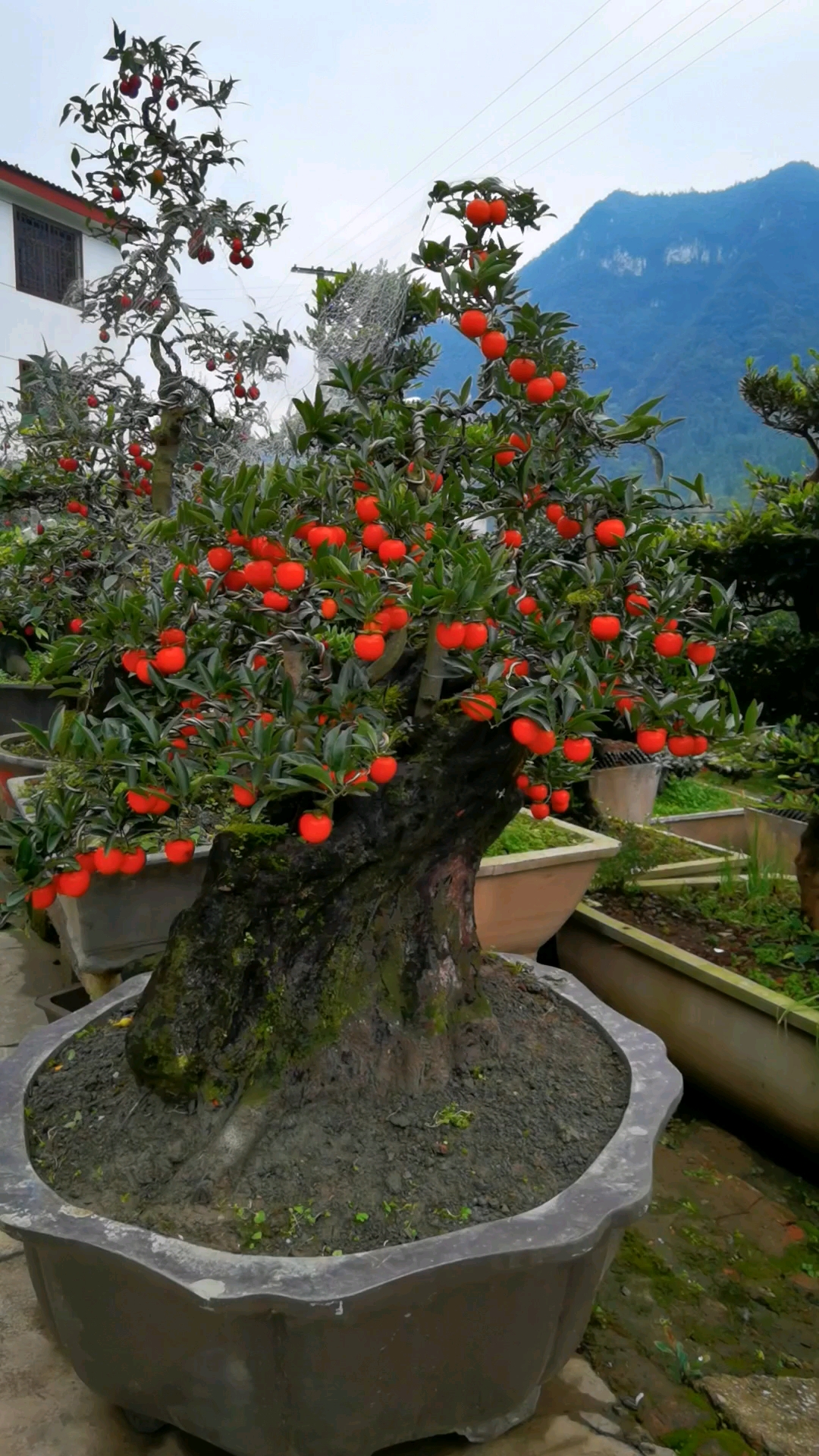 扁桩大果金弹子