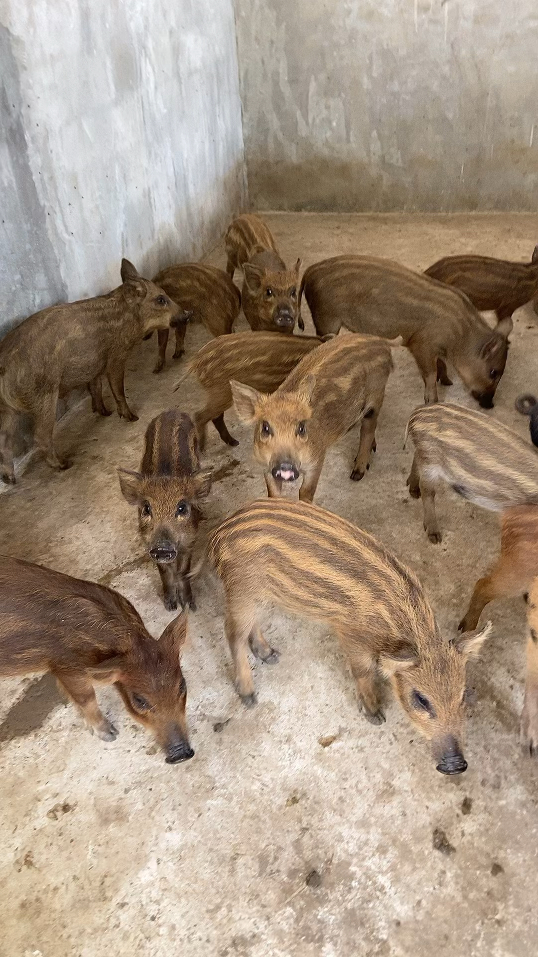 河北野猪山东野猪养殖基地野猪养殖-度小视