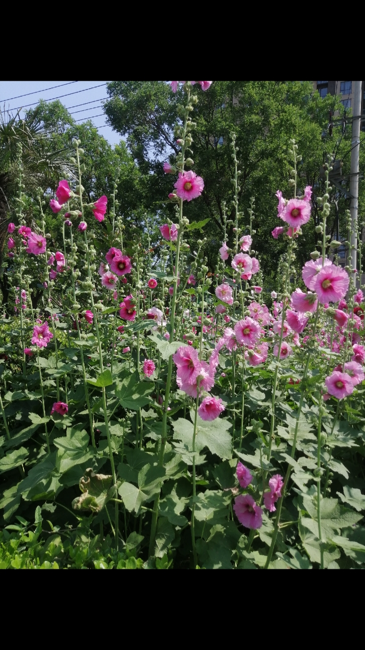 你好,夏天#路边的蜀葵