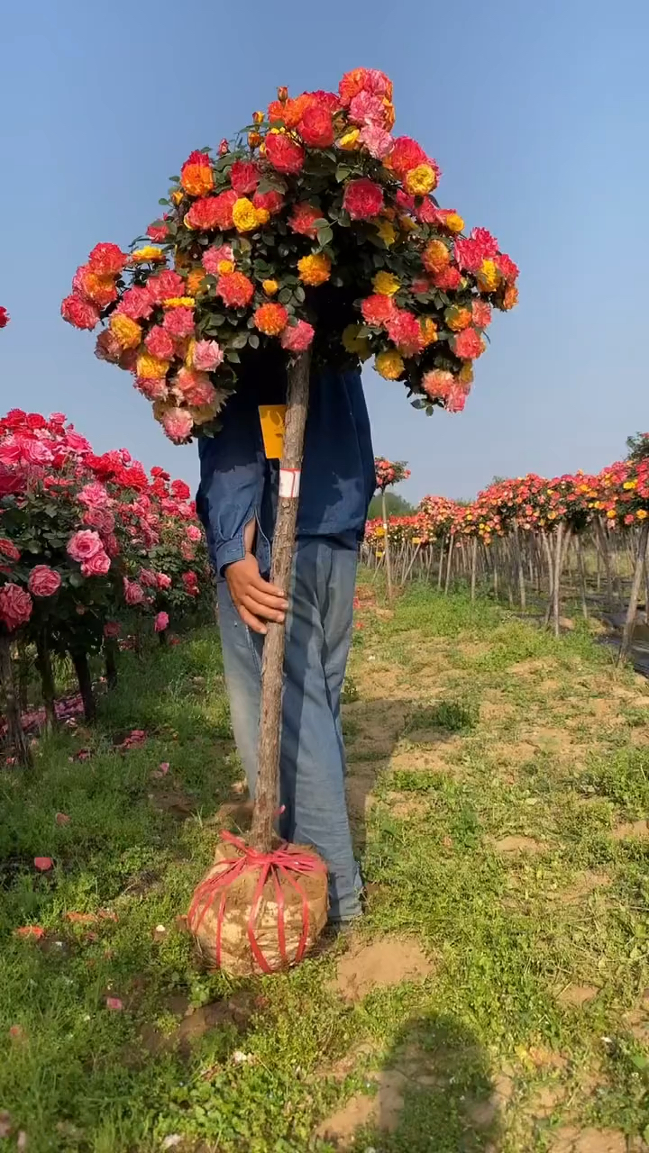 藤彩虹树桩月季,花量多,花期长,多季循环开花,开花多色-度小视