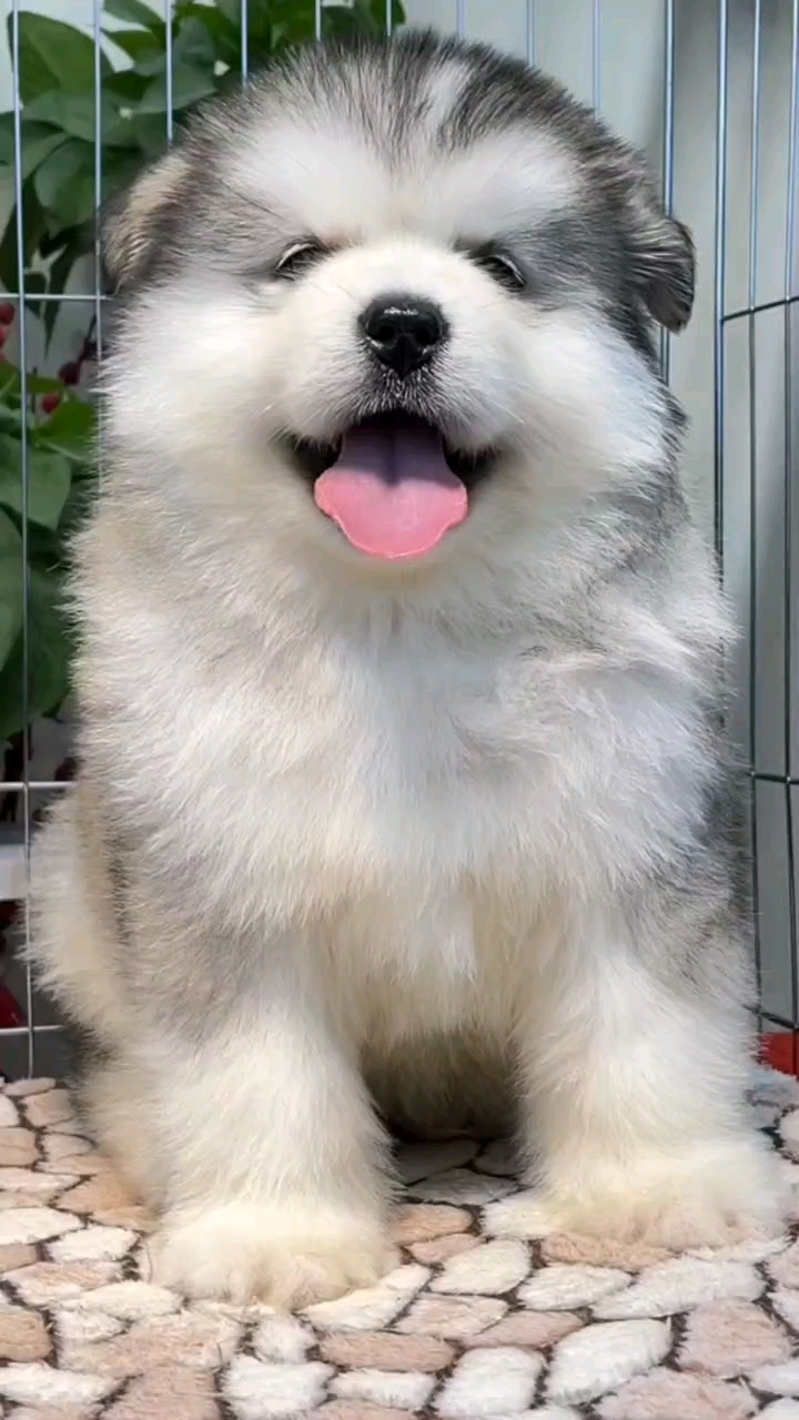 我家宠物不一样#纯种灰桃阿拉斯加犬北京阿拉斯加犬舍