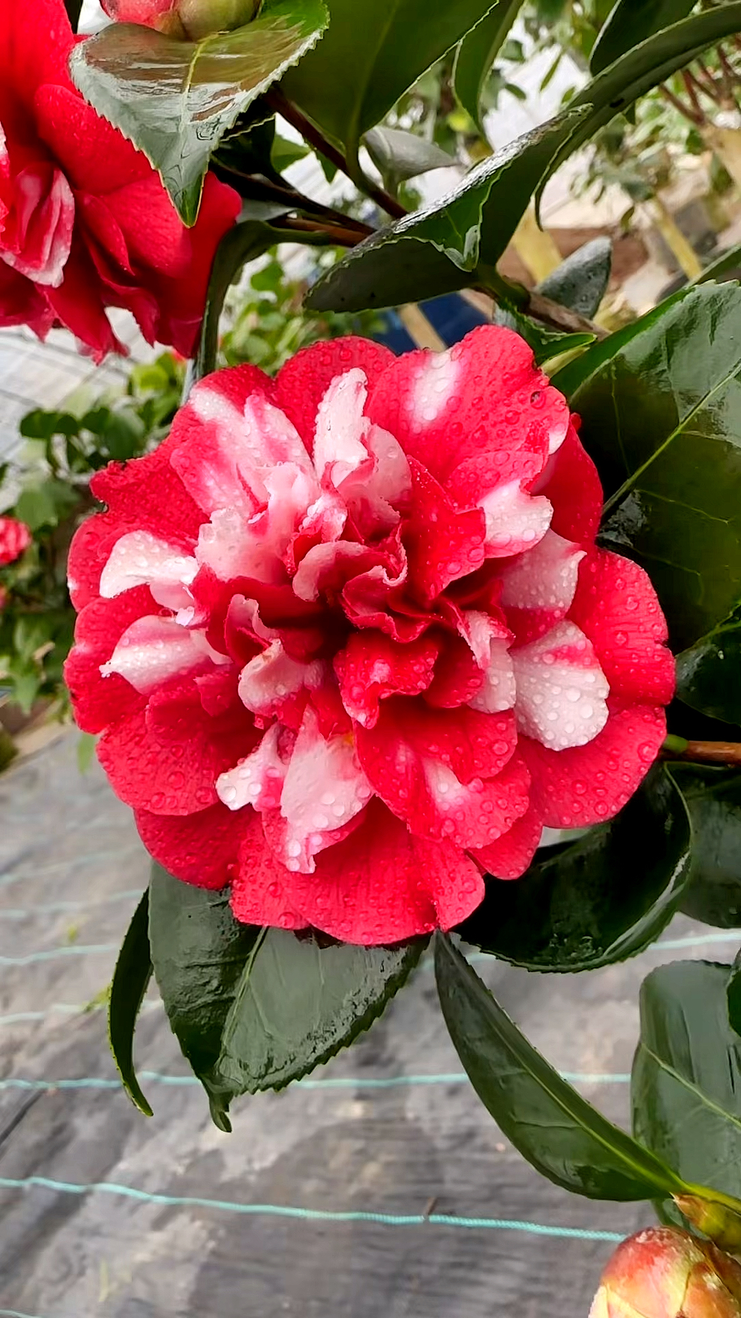 茶花#小李茶花,克徕帝茶花开品鉴赏!-度小视