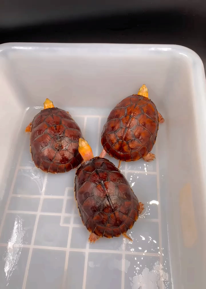 百色闭壳龟,养龟人的终极目标之一!