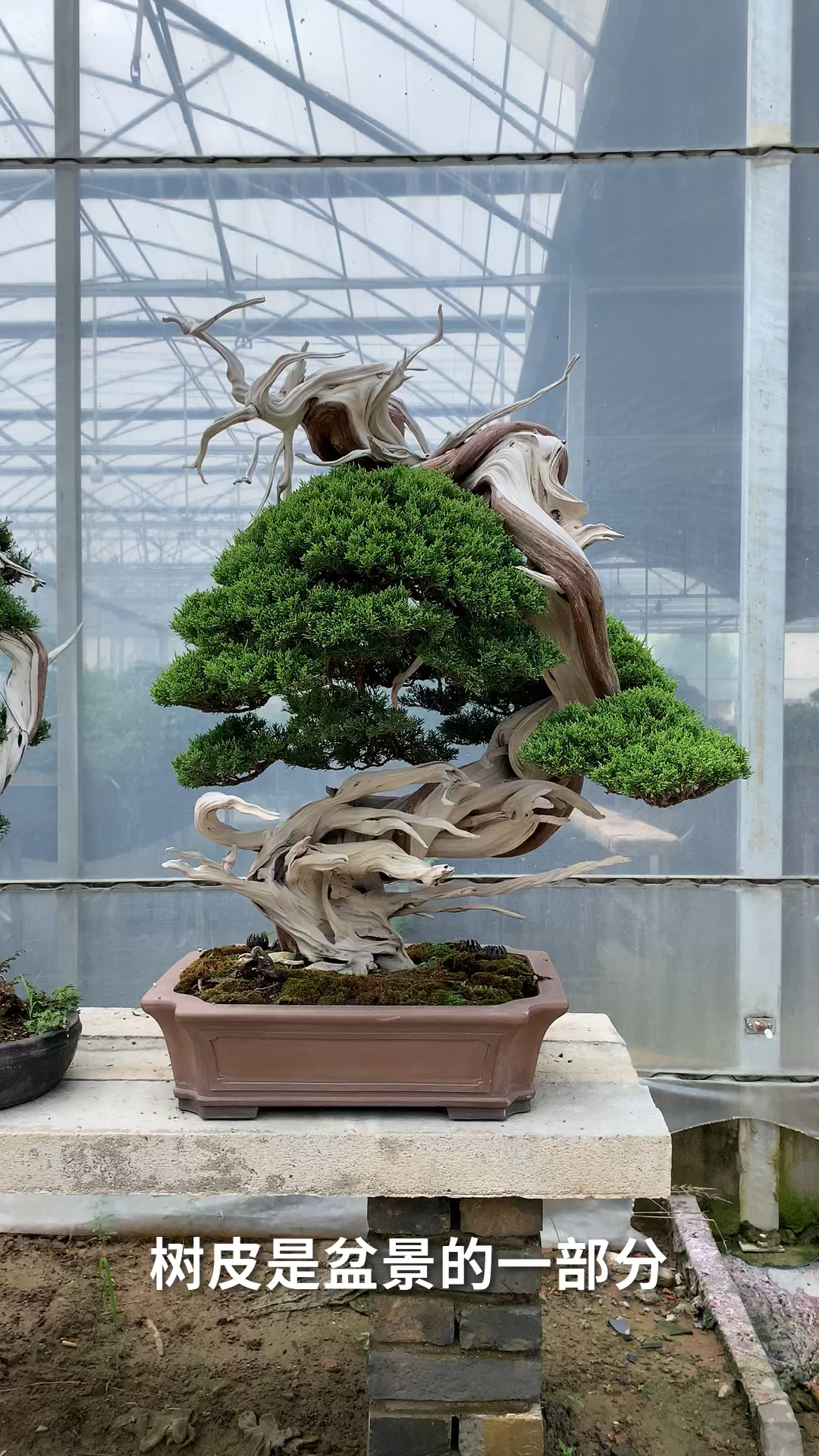 百年老桩真柏盆景