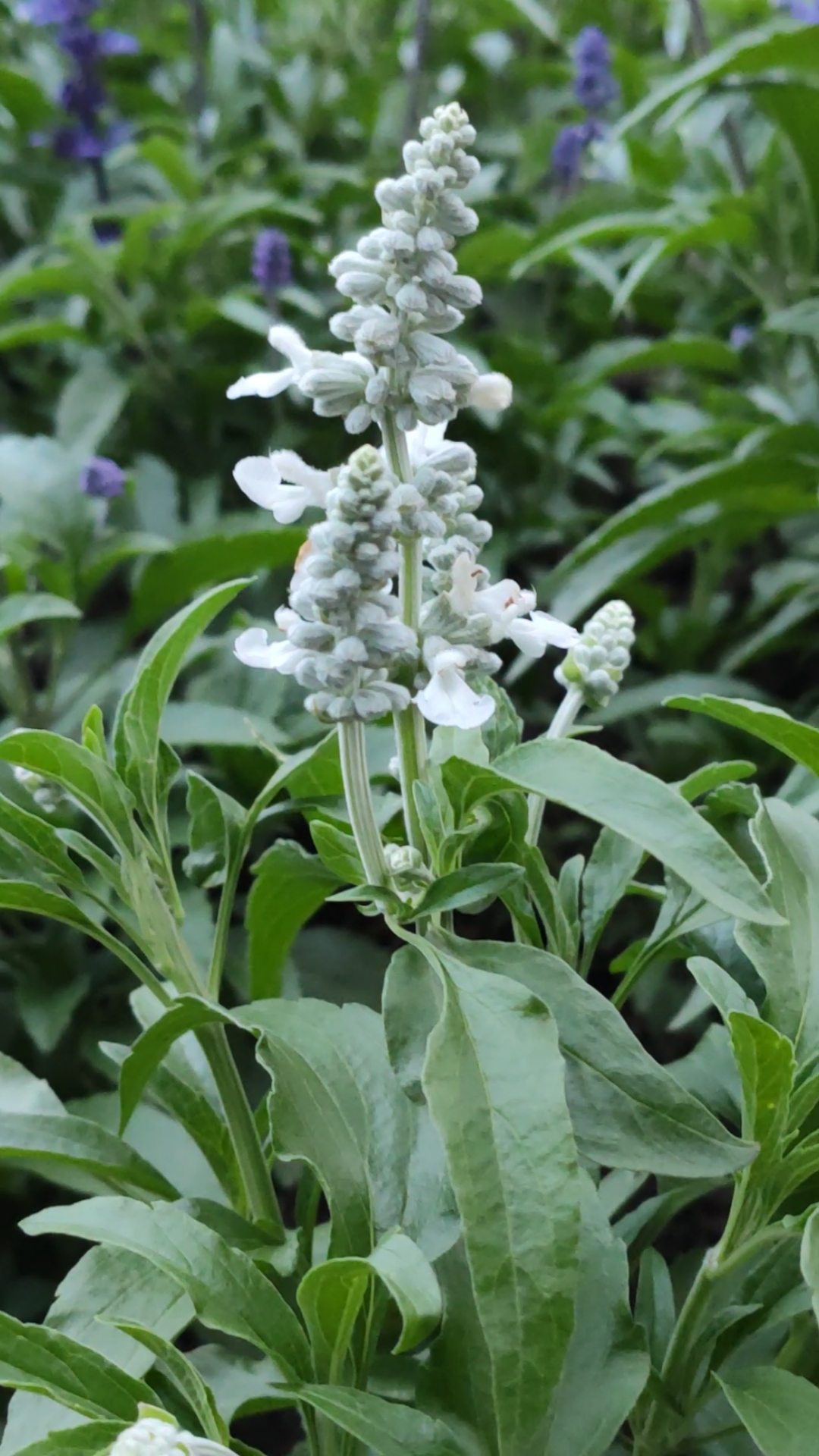 夏日穿搭#好漂亮的白色鼠尾草