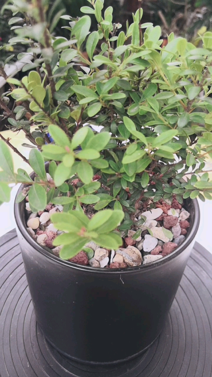 乡村生活#三叶红芽赤楠,盆景素材,适合摆放于办公室,客厅