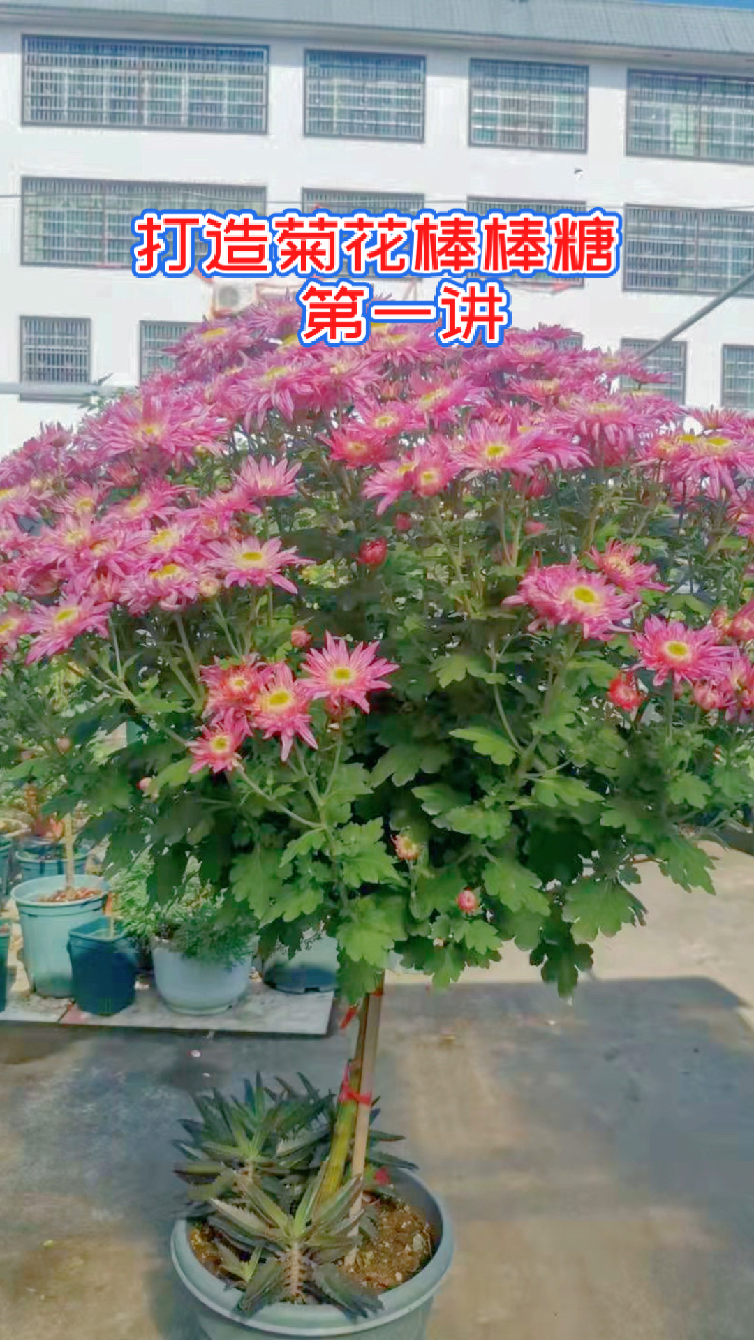 造型菊花如果打造菊花棒棒糖第一讲