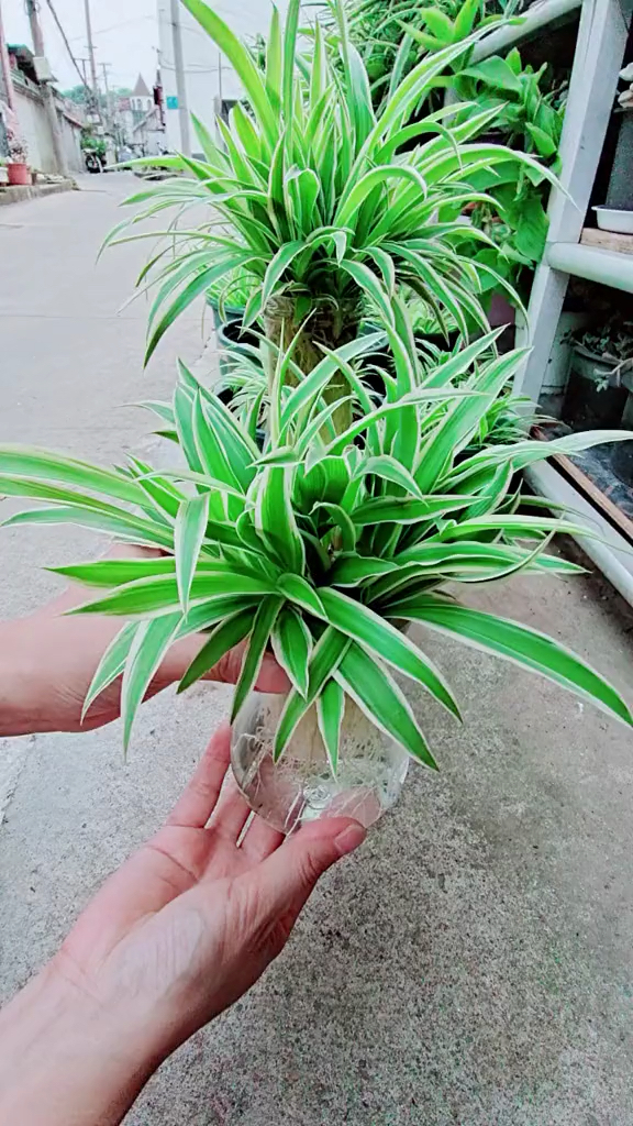 水培吊兰也能这样美