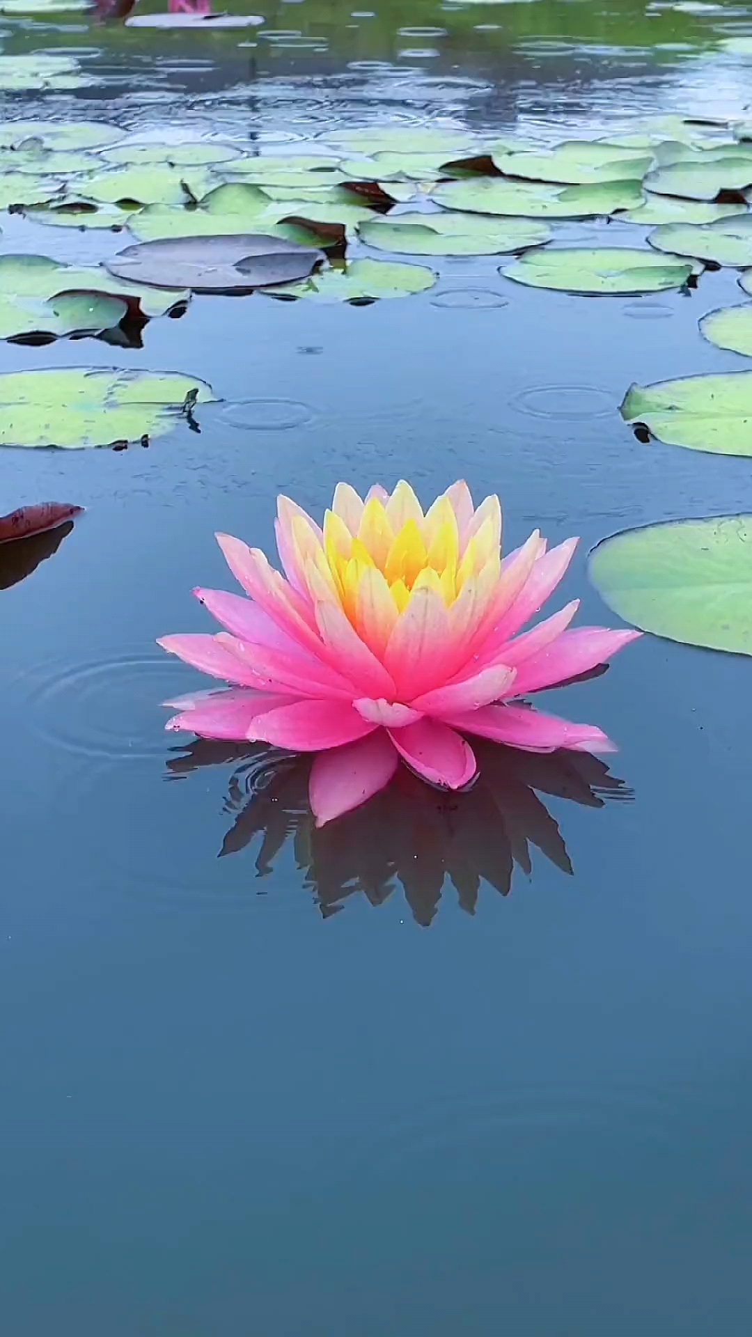 醉美的双色莲花,你们见过吗?