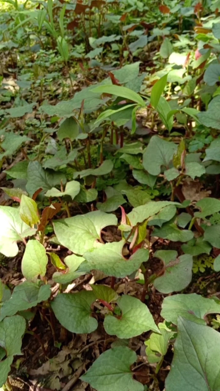 野生折耳根.純天然綠色食品.