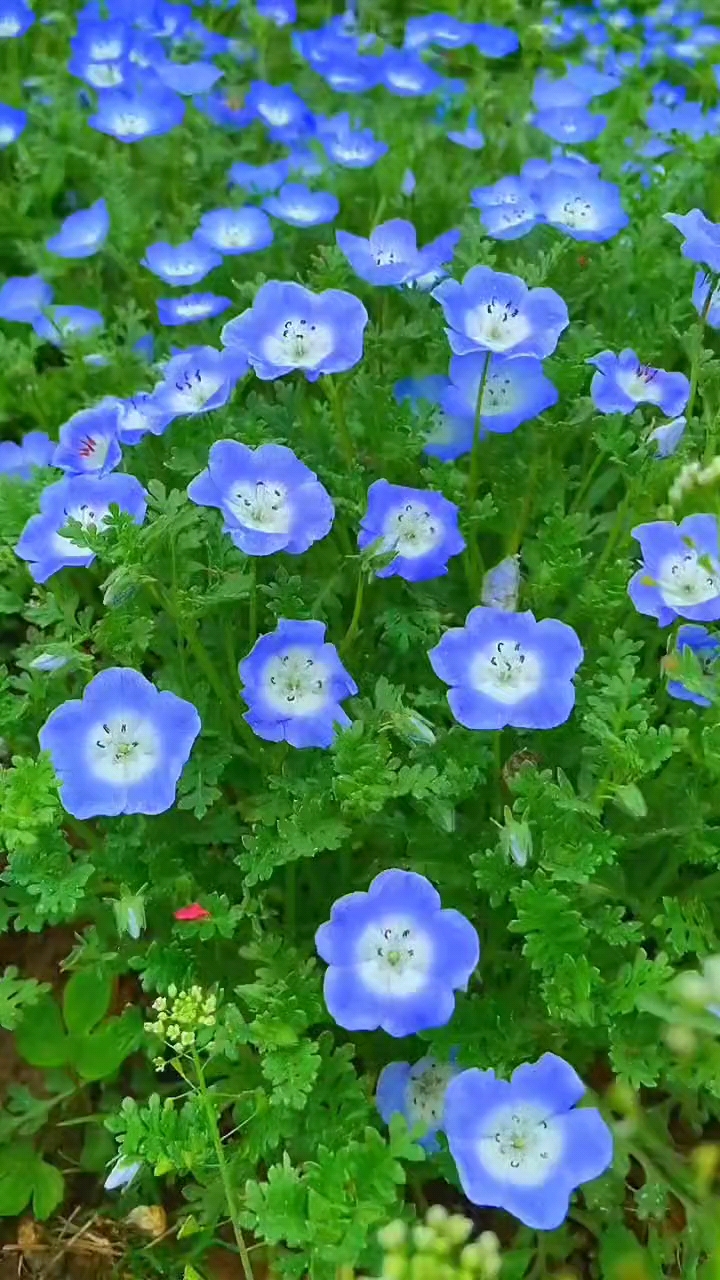 清新淡雅,蓝色花海.#喜林草-度小视