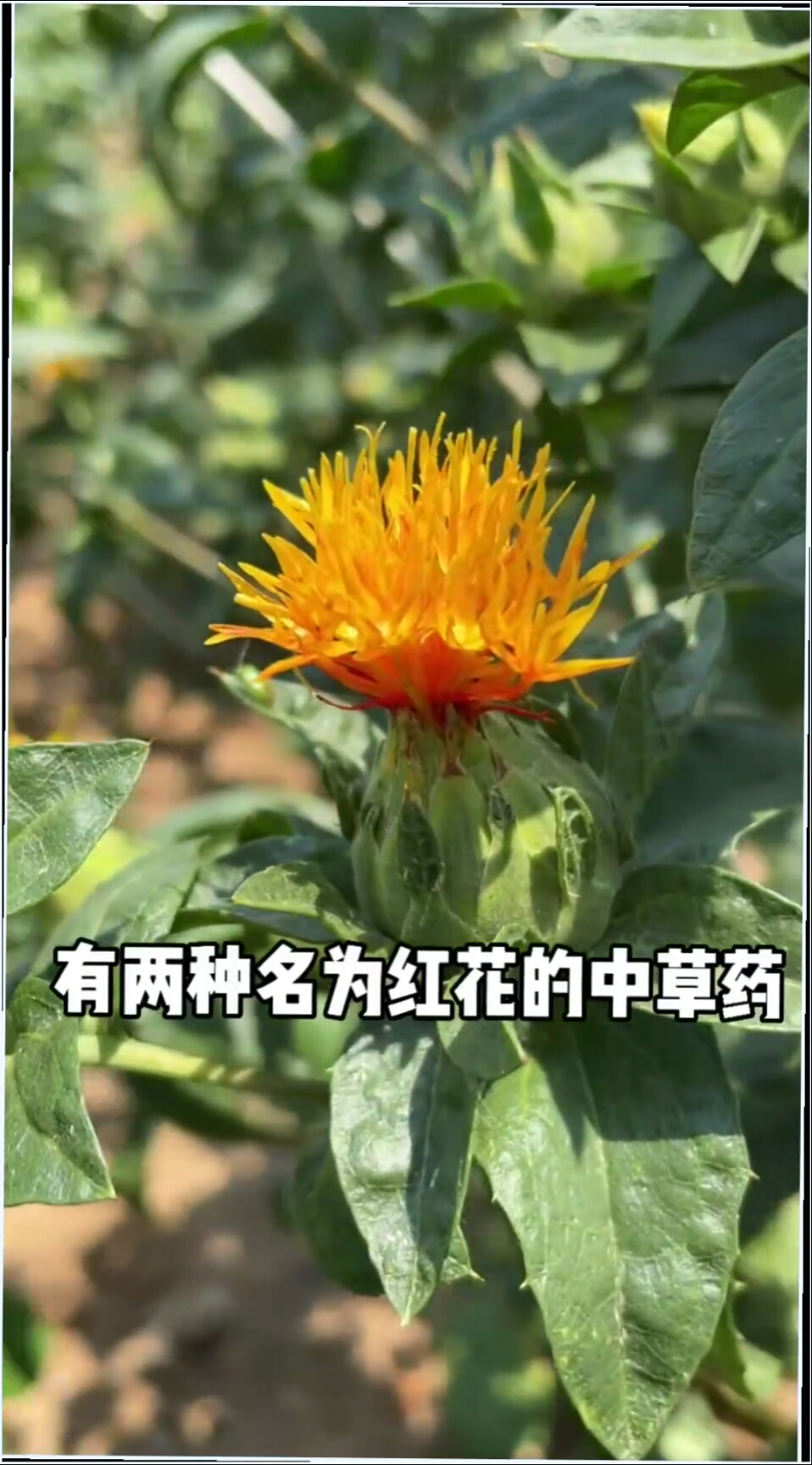 红花别称草红花