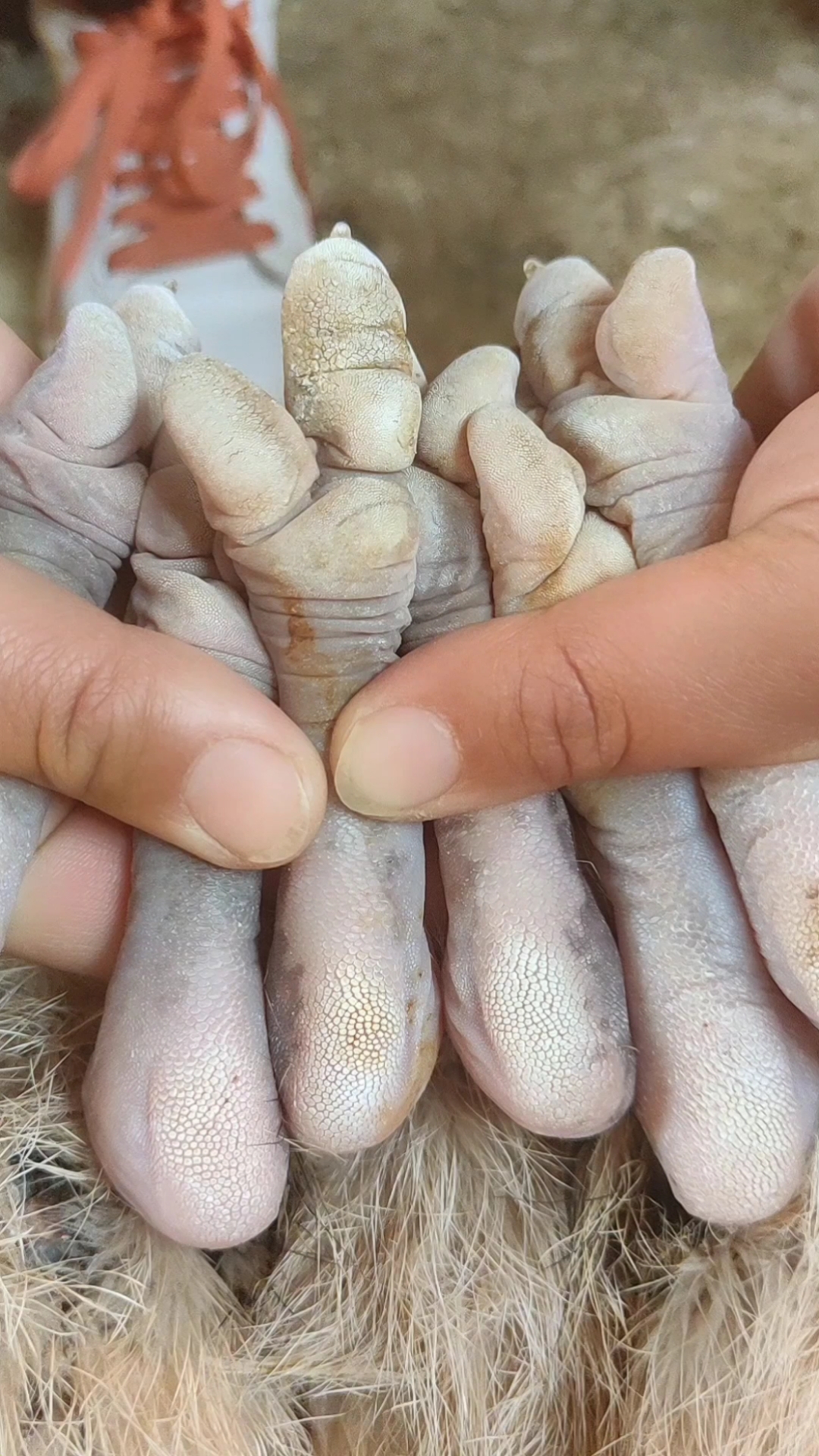 破壳计划#非洲鸵鸟两个脚趾