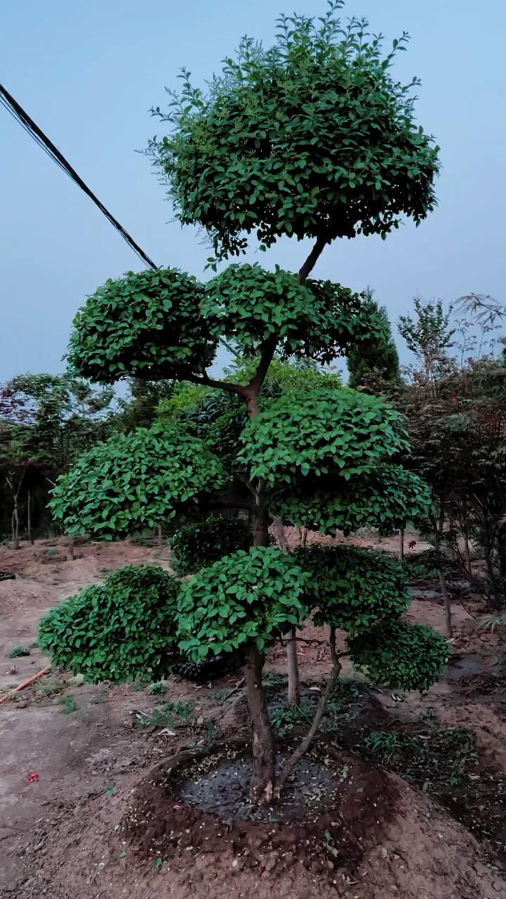 小叶女贞造型树四季常青不落叶适合庭院别墅农家小院栽植
