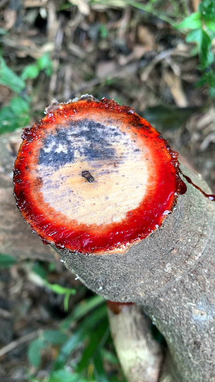 认识中草药#山鸡血藤