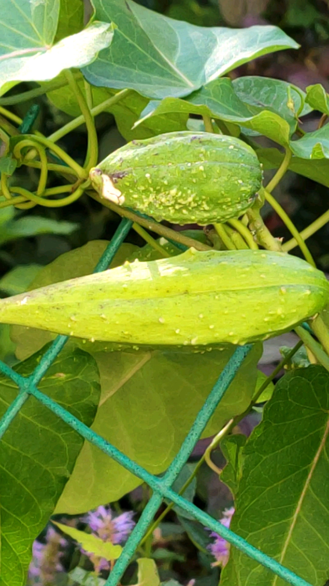 好物测评#摩罗结的果实