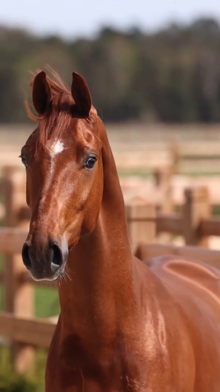 红马你看他的脸上都洋溢着欢乐的笑容