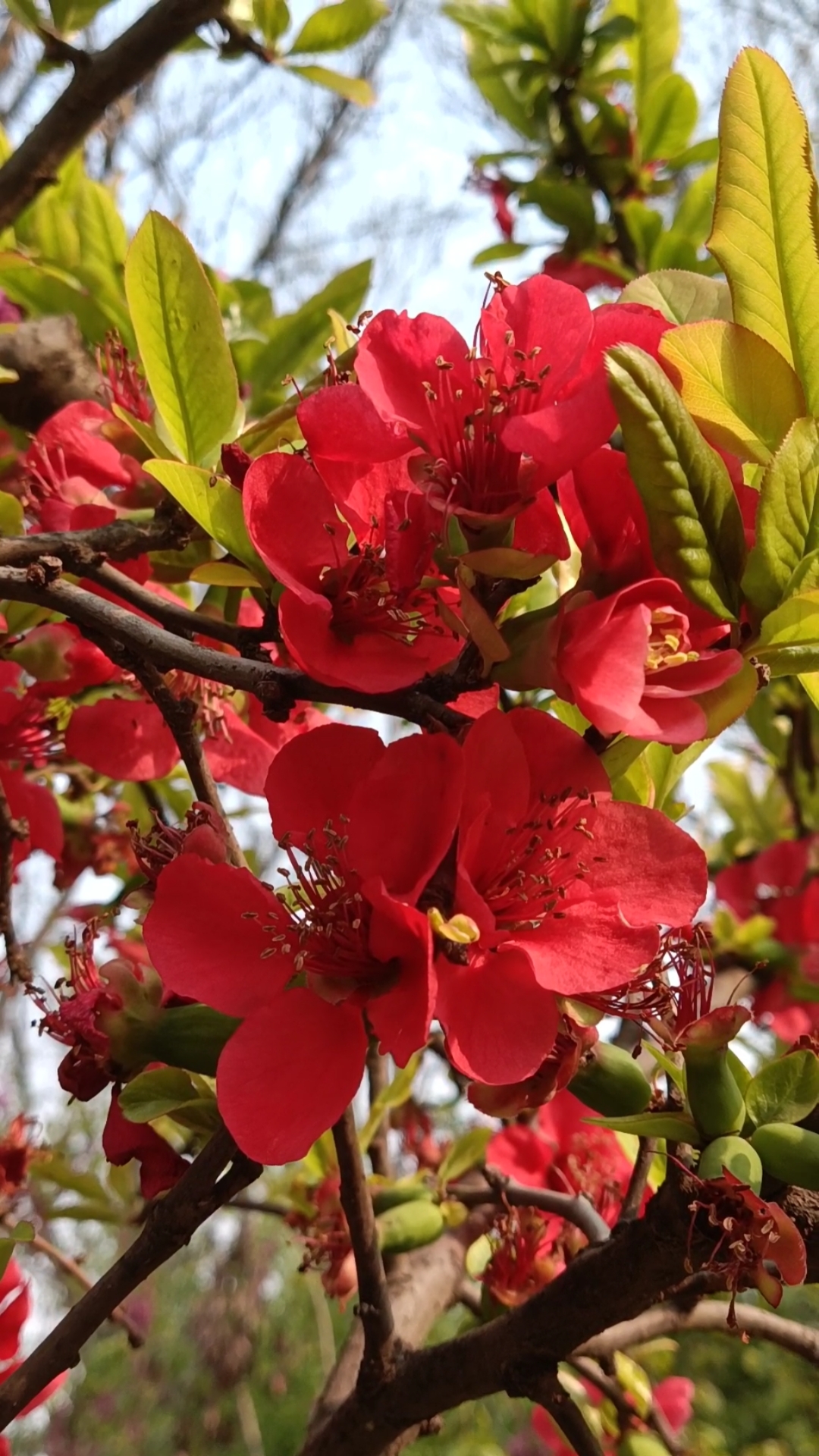 我和春天有个约会#艳丽无比的红色花漂亮极了!