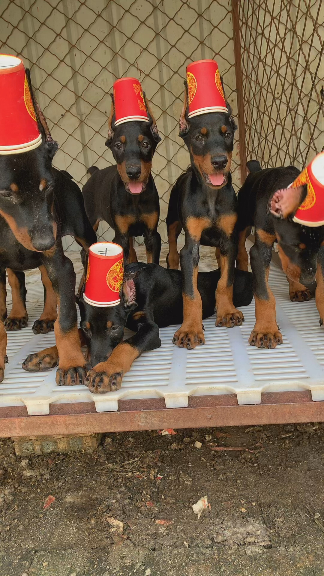 德系杜宾犬#带帽子的小精灵