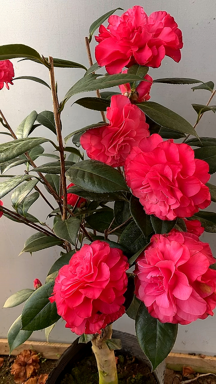 茶花品种美千,红色文保大花型,叶子小,花大,容易花开爆树!