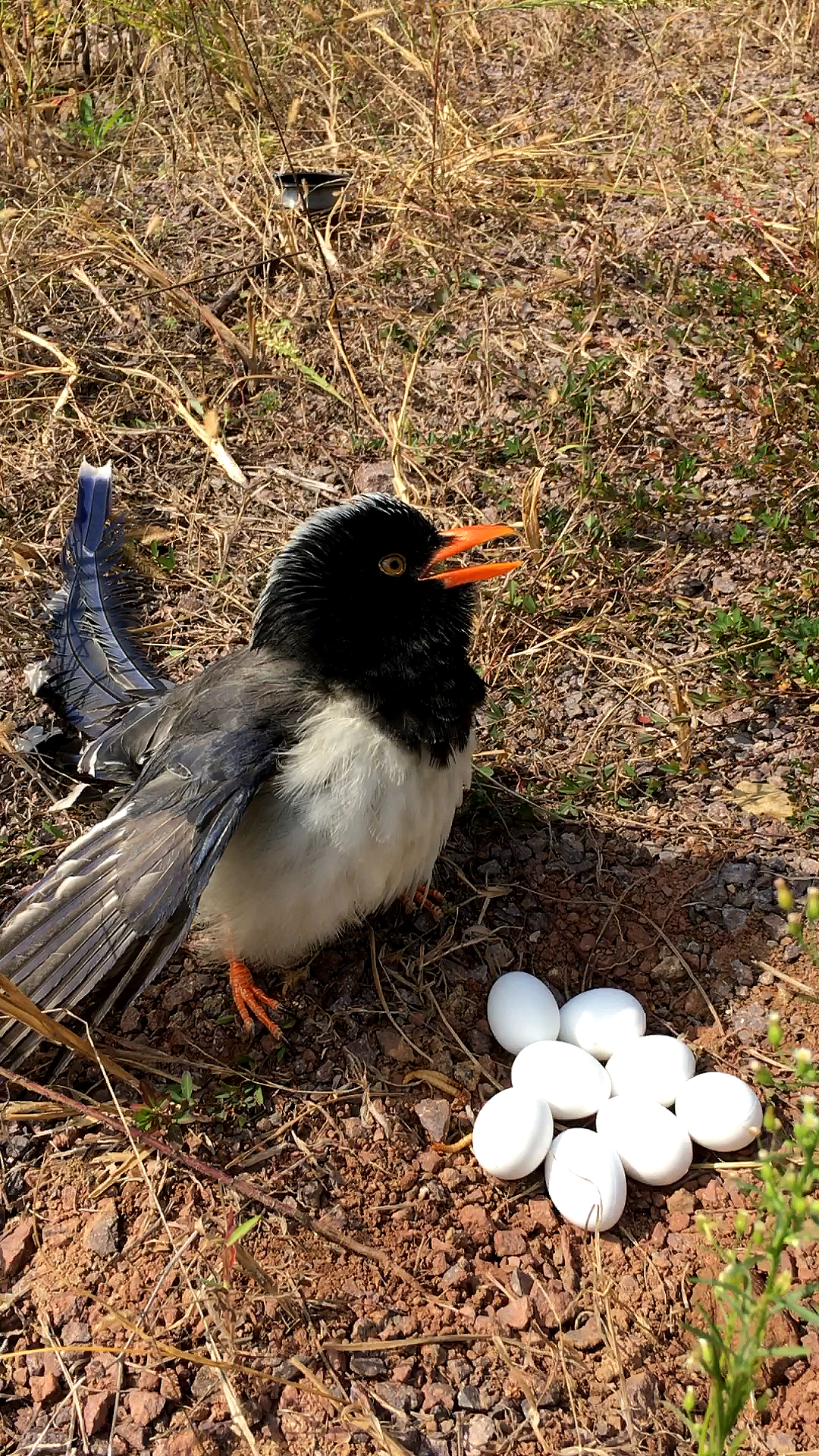 看见小鸟在孵蛋想拿两颗看见这眼神我还是放回去吧