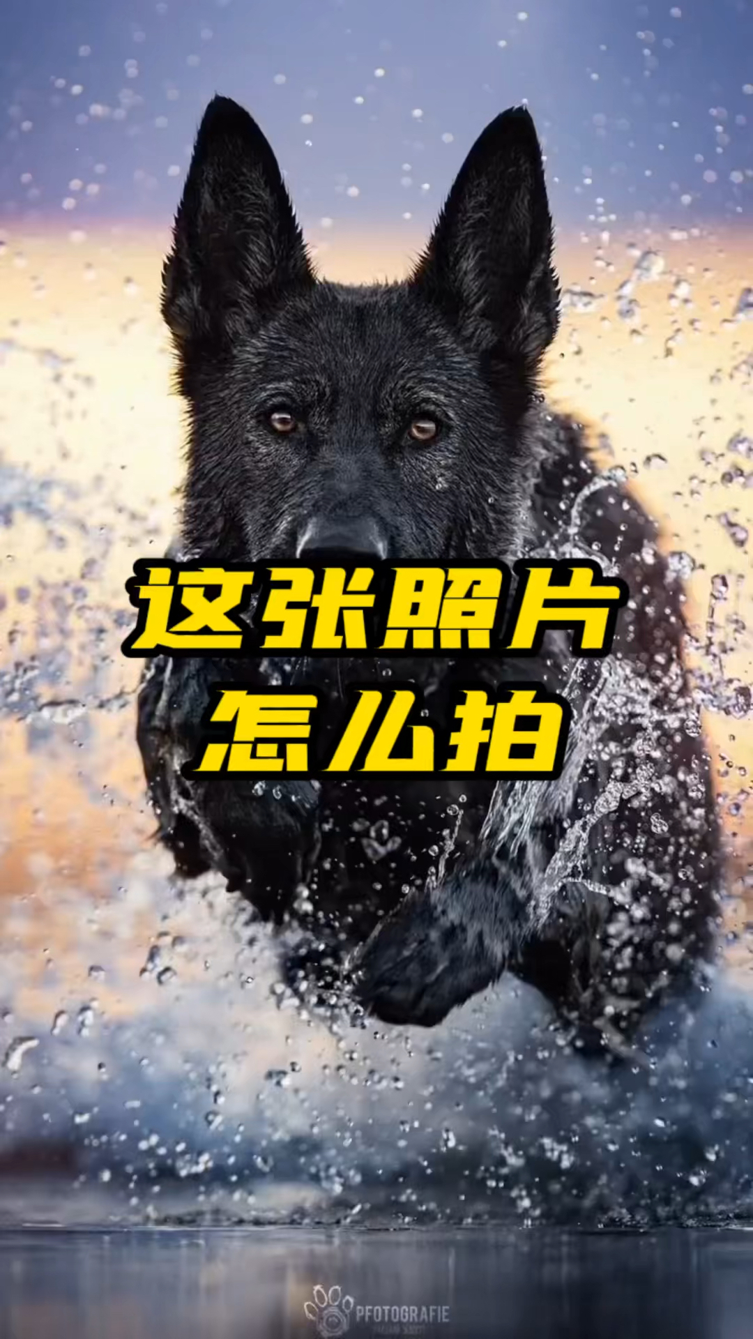 带宠物旅行拍照技巧视频教学下载(带宠物旅行拍照技巧视频教学下载免费)