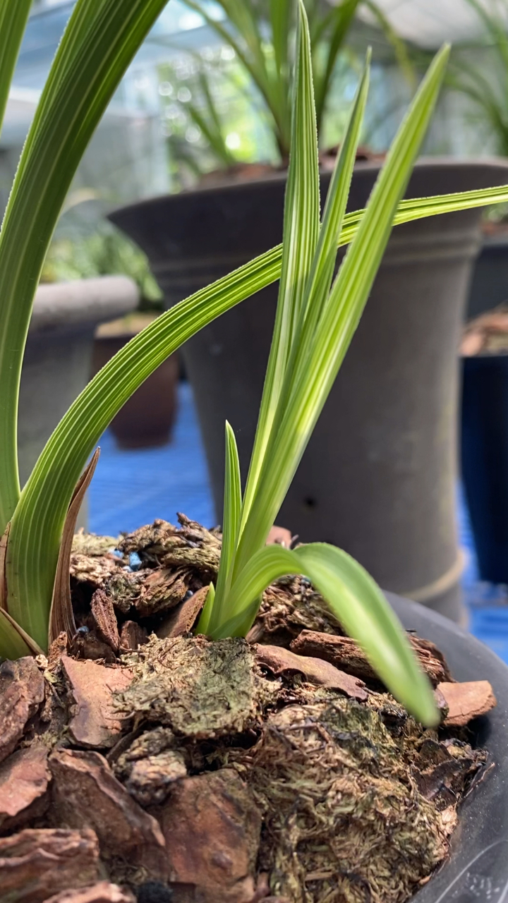 兰花种植#蕙兰大帽散斑中透