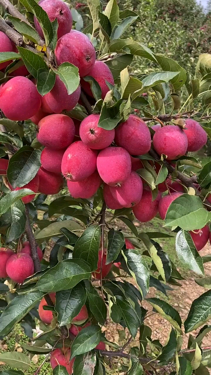 鸡心果树苗育苗基地秋后大量出圃