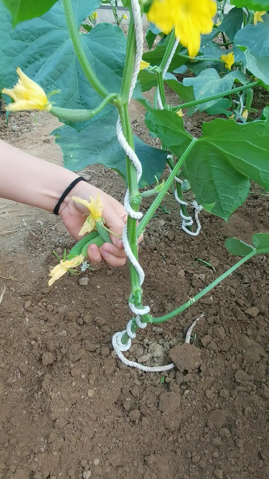 三农黄瓜的根瓜要及时摘除