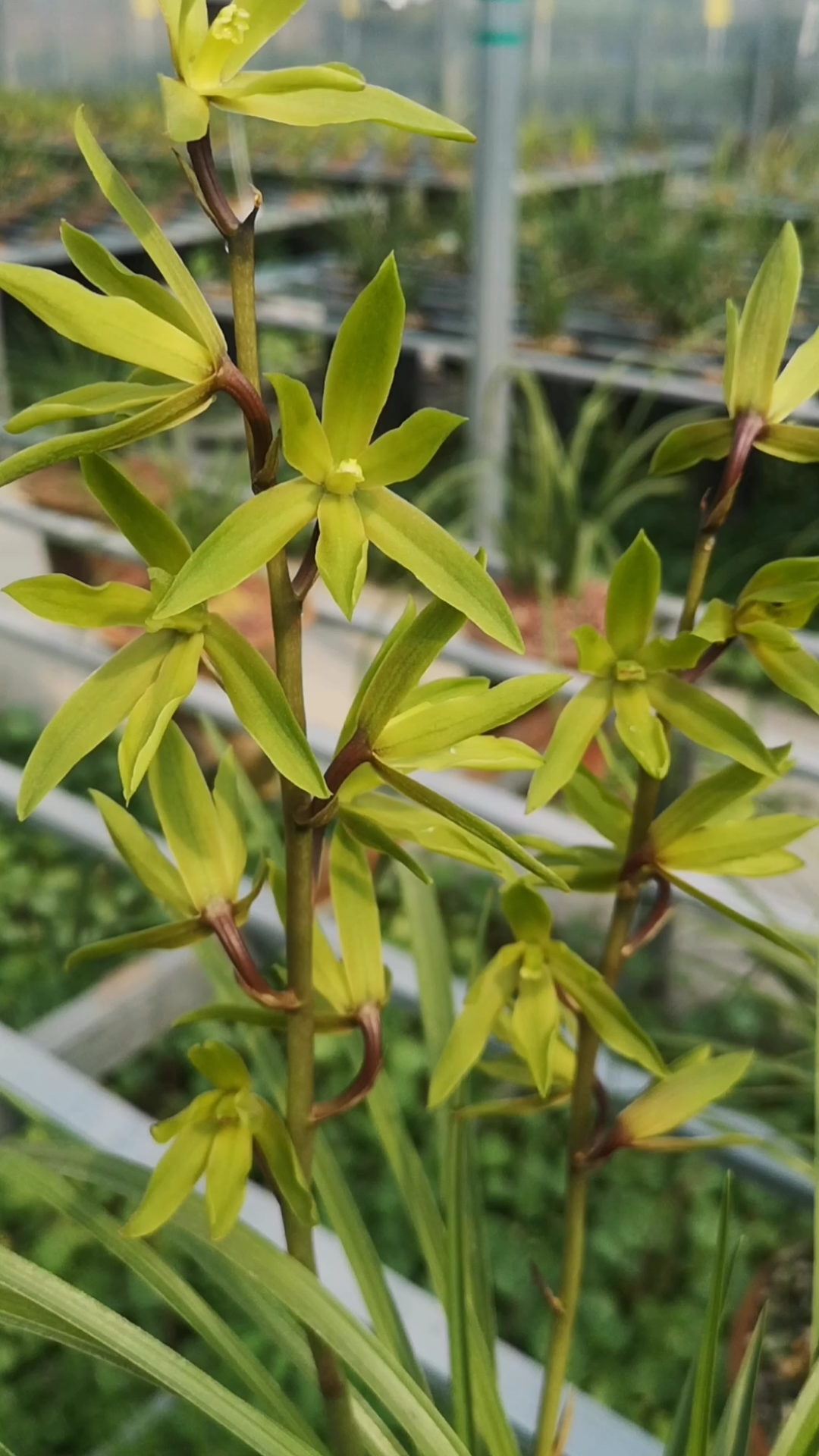 蕙兰绿云欢迎分苗