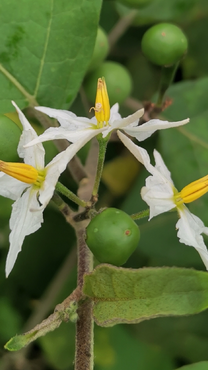 认识植物#认识植物:水茄