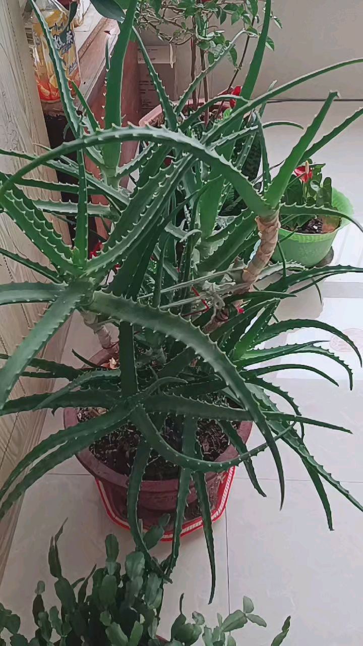 音为有你#龙爪菊