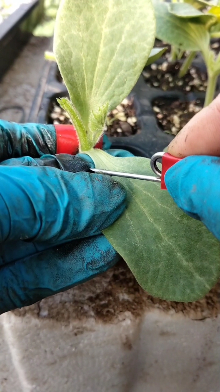 西瓜嫁接插接方法用黑杆南瓜砧木抗重茬不死秧高产抗病