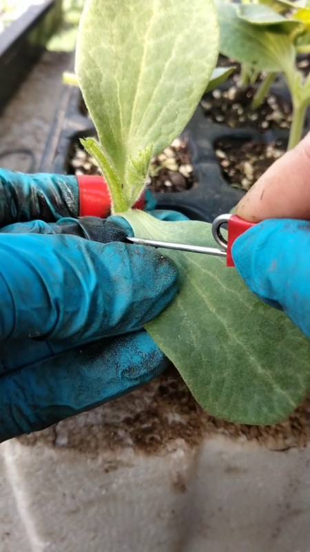 西瓜嫁接插接方法用黑杆南瓜砧木抗重茬不死秧高产抗病