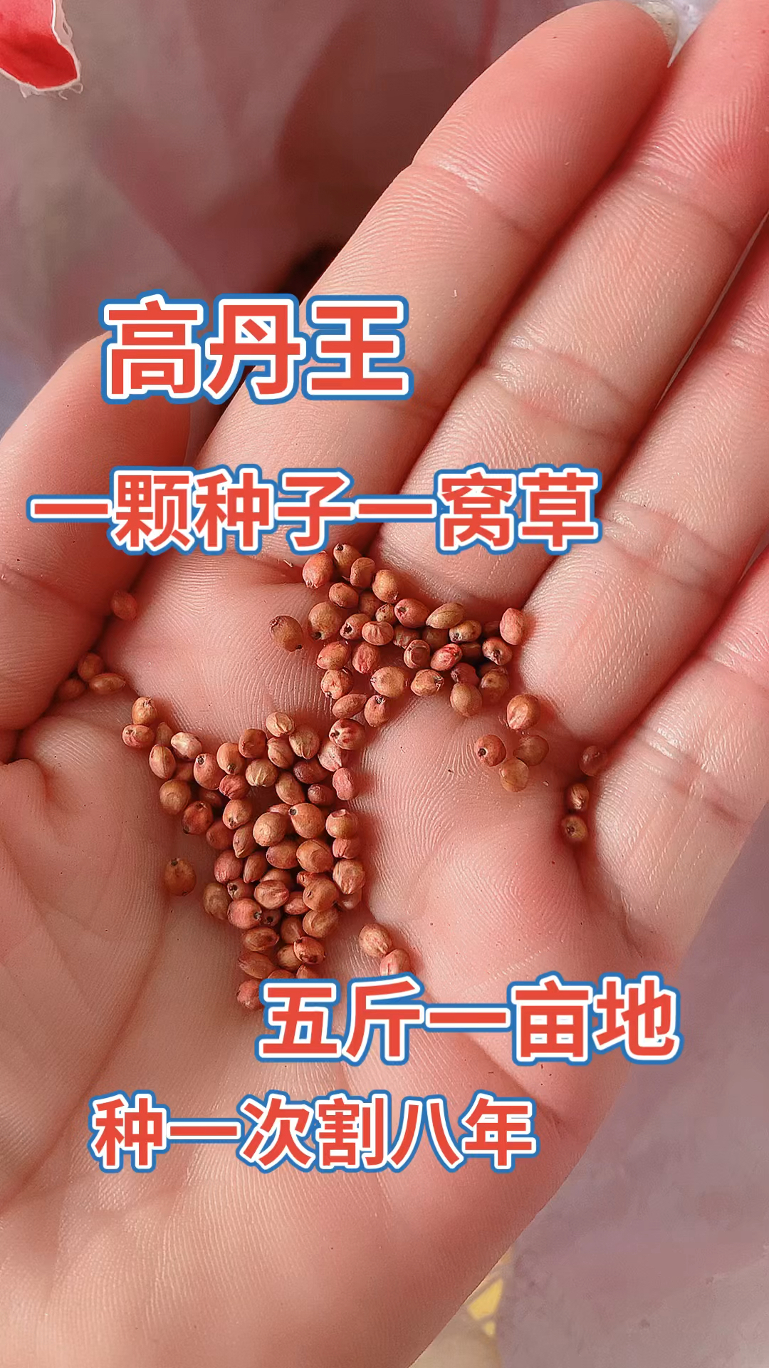 感谢全民我要上热门#高丹王牧草种子