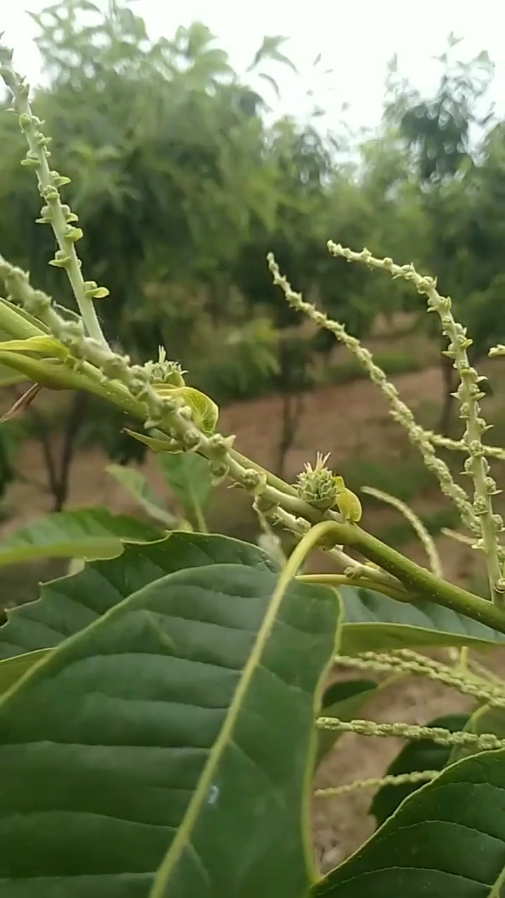 板栗的雌花和雄花有谁换不知道的吗?