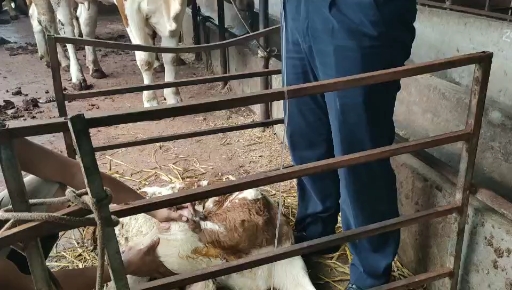 养牛#现场教学牛静脉输液的位置