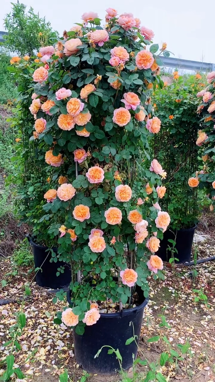 藤本月季映像派,花量多,花期长,多季循环开花