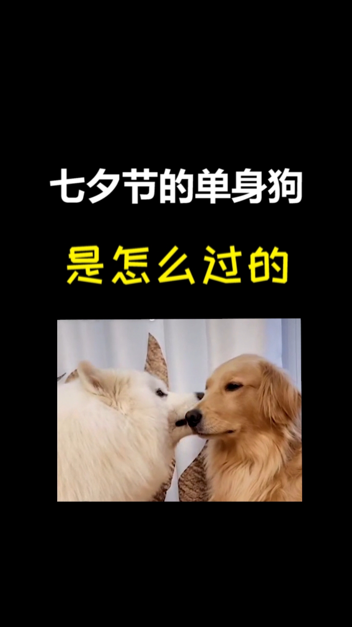 我家萌宠成精了#七夕节当天的单身狗,是怎么熬过去的
