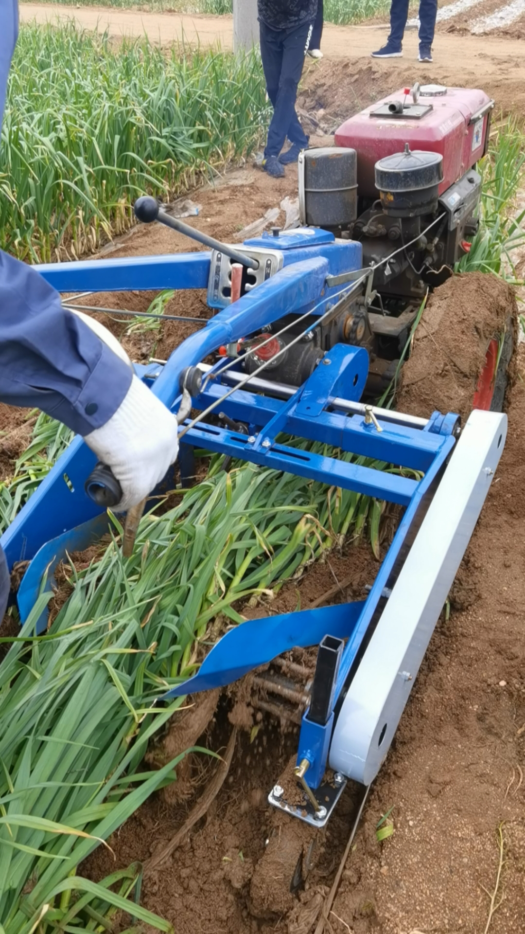 大蒜收获机#新款大蒜收获机宽70上下左右可以调节还可以收花生土豆