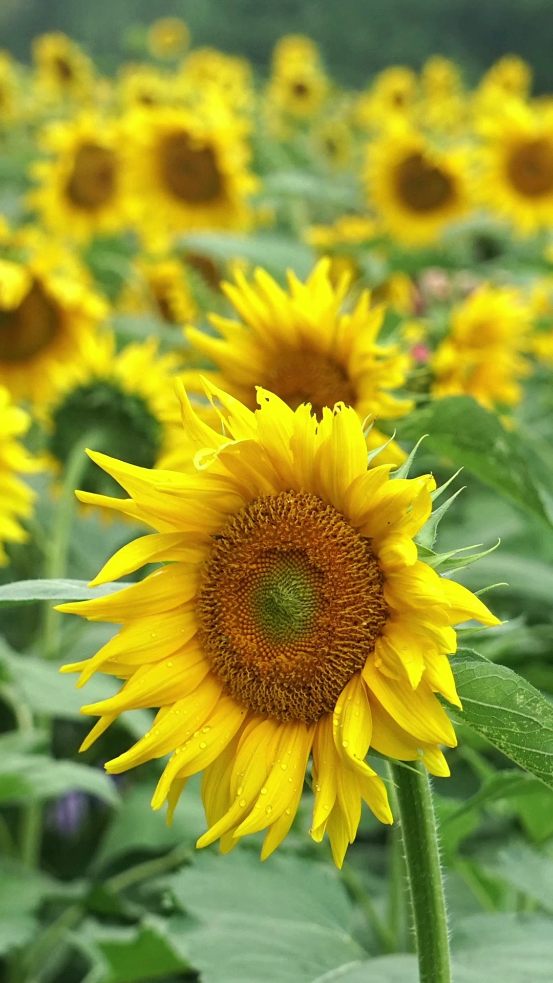 分享养花经验#向日葵寓意对爱情对生活梦想,永不放弃