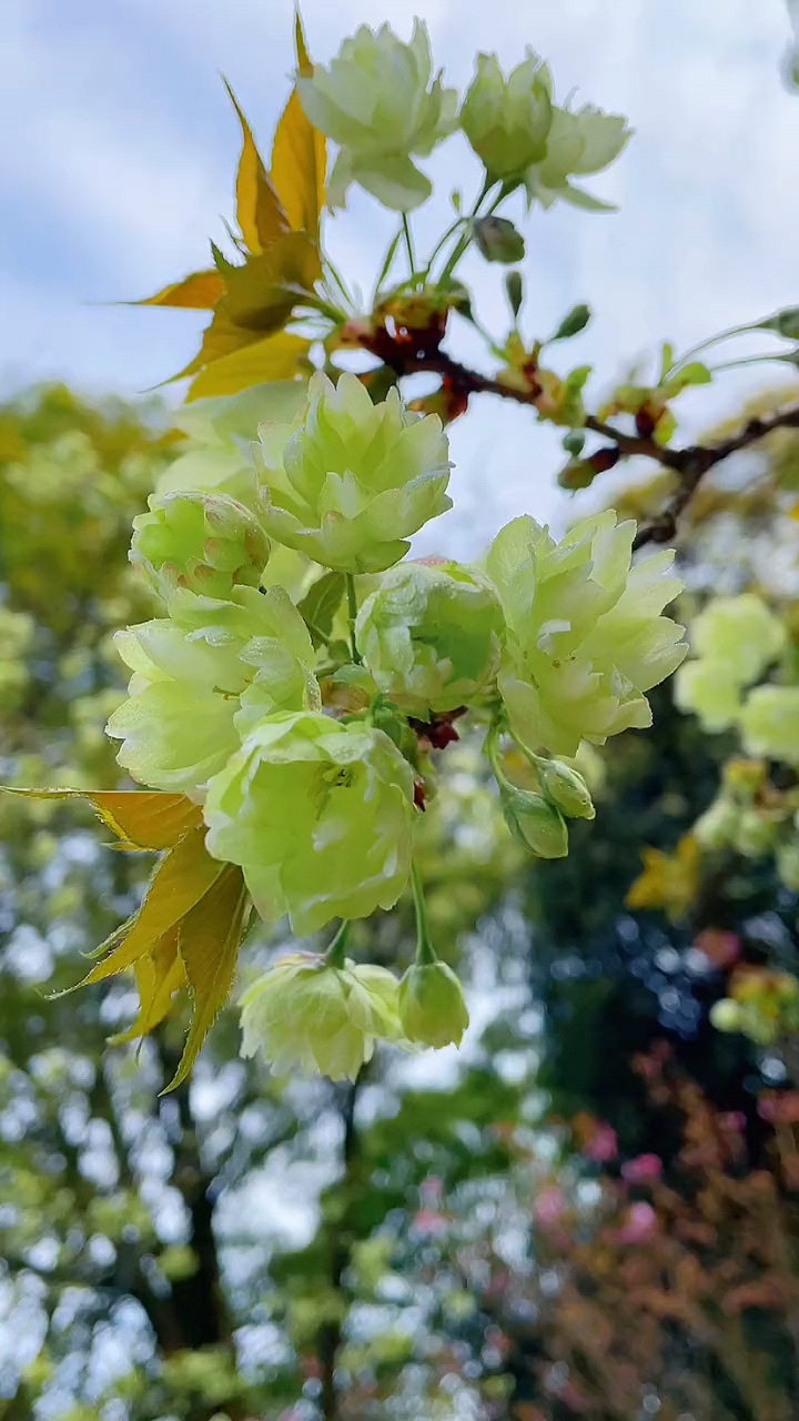 绿樱花,又名郁金樱,樱花中的熊猫,很是稀少珍贵.